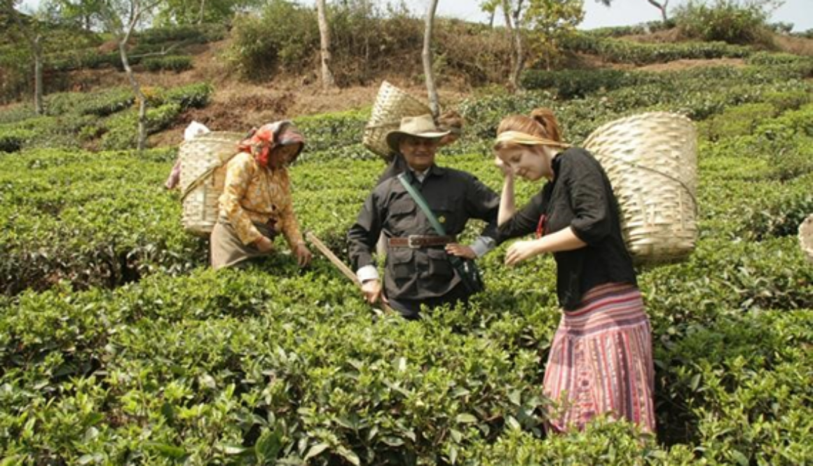 Agri Tourism Experiences
